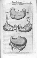 Picture 21 of 39 from De anatome corporis humani. Libri VII (1611), leaf 273