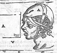 Picture 27 of 39 from De anatome corporis humani. Libri VII (1611), leaf 401