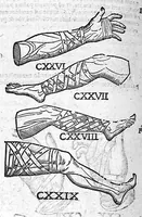 Picture 33 of 39 from De anatome corporis humani. Libri VII (1611), leaf 424
