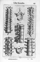 Picture 3 of 39 from De anatome corporis humani. Libri VII (1611), leaf 59