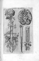 Picture 36 of 38 from Tables anatomiques avec les pourtraicts et declaration d'iceulx ensemble un denombrement de cinq cens maladies diverses, au Roy par Jac. Guillemeau d’Orleans, Chirurgien du Roy et Juré a Paris, [suivi de] Anatomie universelle du corps humain en tables methodiques. Avec les portraicts et figures de chacune des parties et declaration d’icelles. Divisee en sept livres ensemble un denombrement de cinq cens maladies diverses. Au Roy par Jaques Guillemeau, chirurgien du roy, et jure a Paris, (1586), leaf 124