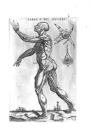 Picture 15 of 38 from Tables anatomiques avec les pourtraicts et declaration d'iceulx ensemble un denombrement de cinq cens maladies diverses, au Roy par Jac. Guillemeau d’Orleans, Chirurgien du Roy et Juré a Paris, [suivi de] Anatomie universelle du corps humain en tables methodiques. Avec les portraicts et figures de chacune des parties et declaration d’icelles. Divisee en sept livres ensemble un denombrement de cinq cens maladies diverses. Au Roy par Jaques Guillemeau, chirurgien du roy, et jure a Paris, (1586), leaf 28