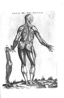 Picture 18 of 38 from Tables anatomiques avec les pourtraicts et declaration d'iceulx ensemble un denombrement de cinq cens maladies diverses, au Roy par Jac. Guillemeau d’Orleans, Chirurgien du Roy et Juré a Paris, [suivi de] Anatomie universelle du corps humain en tables methodiques. Avec les portraicts et figures de chacune des parties et declaration d’icelles. Divisee en sept livres ensemble un denombrement de cinq cens maladies diverses. Au Roy par Jaques Guillemeau, chirurgien du roy, et jure a Paris, (1586), leaf 34