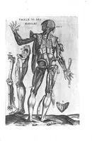 Picture 20 of 38 from Tables anatomiques avec les pourtraicts et declaration d'iceulx ensemble un denombrement de cinq cens maladies diverses, au Roy par Jac. Guillemeau d’Orleans, Chirurgien du Roy et Juré a Paris, [suivi de] Anatomie universelle du corps humain en tables methodiques. Avec les portraicts et figures de chacune des parties et declaration d’icelles. Divisee en sept livres ensemble un denombrement de cinq cens maladies diverses. Au Roy par Jaques Guillemeau, chirurgien du roy, et jure a Paris, (1586), leaf 38