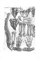 Picture 4 of 38 from Tables anatomiques avec les pourtraicts et declaration d'iceulx ensemble un denombrement de cinq cens maladies diverses, au Roy par Jac. Guillemeau d’Orleans, Chirurgien du Roy et Juré a Paris, [suivi de] Anatomie universelle du corps humain en tables methodiques. Avec les portraicts et figures de chacune des parties et declaration d’icelles. Divisee en sept livres ensemble un denombrement de cinq cens maladies diverses. Au Roy par Jaques Guillemeau, chirurgien du roy, et jure a Paris, (1586), leaf 6