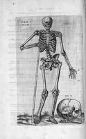 An illustration from Tables anatomiques avec les pourtraicts et declaration d'iceulx ensemble un denombrement de cinq cens maladies diverses, au Roy par Jac. Guillemeau d’Orleans, Chirurgien du Roy et Juré a Paris, [suivi de] Anatomie universelle du corps humain en tables methodiques. Avec les portraicts et figures de chacune des parties et declaration d’icelles. Divisee en sept livres ensemble un denombrement de cinq cens maladies diverses. Au Roy par Jaques Guillemeau, chirurgien du roy, et jure a Paris, (1586)