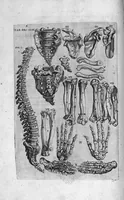 Picture 26 of 38 from Tables anatomiques avec les pourtraicts et declaration d'iceulx ensemble un denombrement de cinq cens maladies diverses, au Roy par Jac. Guillemeau d’Orleans, Chirurgien du Roy et Juré a Paris, [suivi de] Anatomie universelle du corps humain en tables methodiques. Avec les portraicts et figures de chacune des parties et declaration d’icelles. Divisee en sept livres ensemble un denombrement de cinq cens maladies diverses. Au Roy par Jaques Guillemeau, chirurgien du roy, et jure a Paris, (1586), leaf 75
