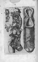 Picture 30 of 38 from Tables anatomiques avec les pourtraicts et declaration d'iceulx ensemble un denombrement de cinq cens maladies diverses, au Roy par Jac. Guillemeau d’Orleans, Chirurgien du Roy et Juré a Paris, [suivi de] Anatomie universelle du corps humain en tables methodiques. Avec les portraicts et figures de chacune des parties et declaration d’icelles. Divisee en sept livres ensemble un denombrement de cinq cens maladies diverses. Au Roy par Jaques Guillemeau, chirurgien du roy, et jure a Paris, (1586), leaf 91