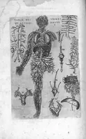 Picture 31 of 38 from Tables anatomiques avec les pourtraicts et declaration d'iceulx ensemble un denombrement de cinq cens maladies diverses, au Roy par Jac. Guillemeau d’Orleans, Chirurgien du Roy et Juré a Paris, [suivi de] Anatomie universelle du corps humain en tables methodiques. Avec les portraicts et figures de chacune des parties et declaration d’icelles. Divisee en sept livres ensemble un denombrement de cinq cens maladies diverses. Au Roy par Jaques Guillemeau, chirurgien du roy, et jure a Paris, (1586), leaf 97