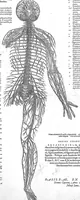 An illustration from Andreae Vesalii...suorum de humani corporis fabrica epitome. (1543)