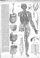 An illustration from Andreae Vesalii...suorum de humani corporis fabrica epitome. (1543)