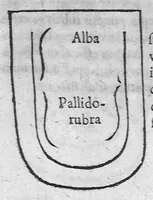 Picture 7 of 17 from Specimen medicinae sinicae sive, Opuscula medica ad mentem sinensium, continens I. De pulsibus libros quatuor è sinico translatos. II. Tractatus de pulsibus ab erudito europaeo collectos. III. Fragmentum operis medici ibidem ab erudito europaeo conscripti. IV. Excerpta literis eruditi europaei in China. V. Schemata ad meliorem praecedentium intelligentiam. VI. De indiciis morborum ex linguae coloribus & affectionibus cum figuris aeneis & ligneis. Edidit Andreas Cleyer (1682), leaf 250