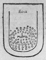 Picture 9 of 17 from Specimen medicinae sinicae sive, Opuscula medica ad mentem sinensium, continens I. De pulsibus libros quatuor è sinico translatos. II. Tractatus de pulsibus ab erudito europaeo collectos. III. Fragmentum operis medici ibidem ab erudito europaeo conscripti. IV. Excerpta literis eruditi europaei in China. V. Schemata ad meliorem praecedentium intelligentiam. VI. De indiciis morborum ex linguae coloribus & affectionibus cum figuris aeneis & ligneis. Edidit Andreas Cleyer (1682), leaf 251