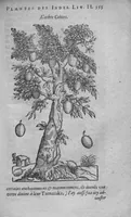 Picture 6 of 20 from Histoire des drogues espiceries, et de certains medicamens simples (1619), leaf 351