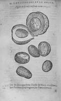Picture 7 of 20 from Histoire des drogues espiceries, et de certains medicamens simples (1619), leaf 440