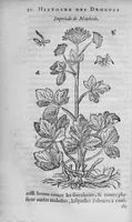 Picture 1 of 20 from Histoire des drogues espiceries, et de certains medicamens simples (1619), leaf 46
