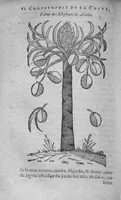 An illustration from Histoire des drogues espiceries, et de certains medicamens simples (1619)