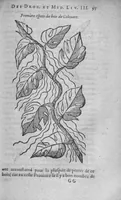 Picture 10 of 20 from Histoire des drogues espiceries, et de certains medicamens simples (1619), leaf 497