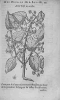 An illustration from Histoire des drogues espiceries, et de certains medicamens simples (1619)