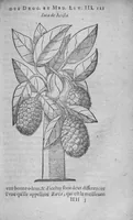 Picture 12 of 20 from Histoire des drogues espiceries, et de certains medicamens simples (1619), leaf 521