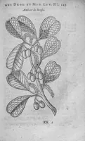 Picture 13 of 20 from Histoire des drogues espiceries, et de certains medicamens simples (1619), leaf 549
