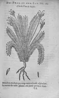 An illustration from Histoire des drogues espiceries, et de certains medicamens simples (1619)