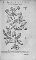 An illustration from Histoire des drogues espiceries, et de certains medicamens simples (1619)