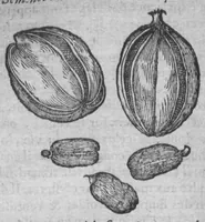 Picture 17 of 20 from Histoire des drogues espiceries, et de certains medicamens simples (1619), leaf 708