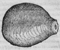 An illustration from Histoire des drogues espiceries, et de certains medicamens simples (1619)