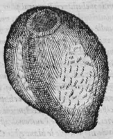 Picture 3 of 20 from Histoire des drogues espiceries, et de certains medicamens simples (1619), leaf 72