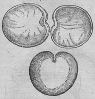An illustration from Histoire des drogues espiceries, et de certains medicamens simples (1619)