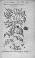 An illustration from Histoire des drogues espiceries, et de certains medicamens simples (1619)