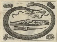 An illustration from Nouvelles experiences sur la vipere, ou l'on verra une description exacte de toutes ses parties, la source de son venin, ses divers effets, et les remedes exquis que les artistes peuvent tirer de la vipere... (1669)