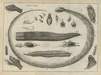 An illustration from Nouvelles experiences sur la vipere, ou l'on verra une description exacte de toutes ses parties, la source de son venin, ses divers effets, et les remedes exquis que les artistes peuvent tirer de la vipere... (1669)