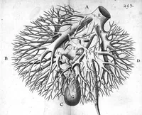 An illustration from Anatomia hepatis cui praemittuntur quidam ad rem anatomicam universae spectantia (1654)