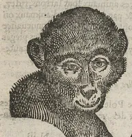 An illustration from La physionomie humaine de Jean Baptiste Porta...diviséee en quatre livres...premiere edition (1655)