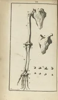 An illustration from L'anatomie de l'homme suivant la circulation du sang, & les dernières découvertes, démontrées au Jardin royal... (1690)