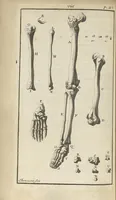 An illustration from L'anatomie de l'homme suivant la circulation du sang, & les dernières découvertes, démontrées au Jardin royal... (1690)
