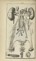 An illustration from L'anatomie de l'homme suivant la circulation du sang, & les dernières découvertes, démontrées au Jardin royal... (1690)