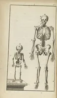 An illustration from L'anatomie de l'homme suivant la circulation du sang, & les dernières découvertes, démontrées au Jardin royal... (1690)