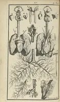 An illustration from L'anatomie de l'homme suivant la circulation du sang, & les dernières découvertes, démontrées au Jardin royal... (1690)