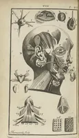 An illustration from L'anatomie de l'homme suivant la circulation du sang, & les dernières découvertes, démontrées au Jardin royal... (1690)
