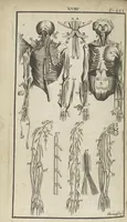 An illustration from L'anatomie de l'homme suivant la circulation du sang, & les dernières découvertes, démontrées au Jardin royal... (1690)