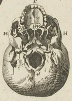 An illustration from L'anatomie de l'homme suivant la circulation du sang, & les dernières découvertes, démontrées au Jardin royal... (1690)