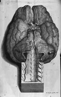 An illustration from The anatomy of the brain : Containing its Mechanism and Physiology; Together with some New Discoveries and Corrections Of Ancient and Modern Authors Upon that Subject : To which is annex'd a particular Account of Animal Functions And Muscular Motion ; The Whole illustrated with elegant Sculptures after the life (1695)