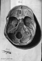 An illustration from The anatomy of the brain : Containing its Mechanism and Physiology; Together with some New Discoveries and Corrections Of Ancient and Modern Authors Upon that Subject : To which is annex'd a particular Account of Animal Functions And Muscular Motion ; The Whole illustrated with elegant Sculptures after the life (1695)