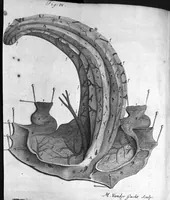 An illustration from The anatomy of the brain : Containing its Mechanism and Physiology; Together with some New Discoveries and Corrections Of Ancient and Modern Authors Upon that Subject : To which is annex'd a particular Account of Animal Functions And Muscular Motion ; The Whole illustrated with elegant Sculptures after the life (1695)