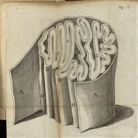 An illustration from Les administrations anatomiques, et lamyologie...troisieme edition (1688)