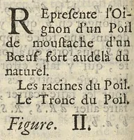 An illustration from Extrait d'une lettre écrite à Mr. Regis l'un des quatre commis pour le Journal des Sçavans. Sur la structure des cheveux (1688)