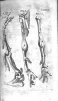 An illustration from Caspari Bauhini Basileensis Theatrum Anatomicum (1605)